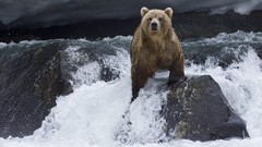 Animals brown Russia salmon