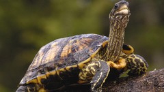 Animals brown Wood turtles