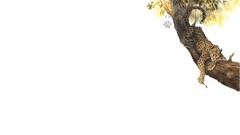 Animals Brushes funny Leopards feline Simple Background