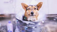 Animals bubbles Dogs bath shampoo pets corgi