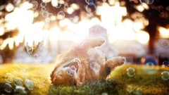 Animals bubbles Dogs pets