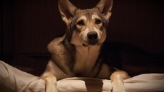 Animals bubbles Puppies Dogs