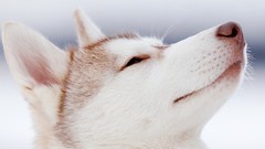 Animals bubbles Puppies Dogs