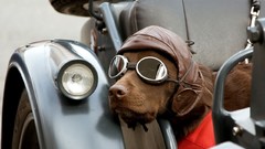 Animals bubbles Puppies Dogs