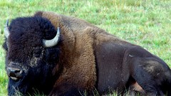 Animals buffalo