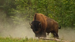 Animals buffalo bison