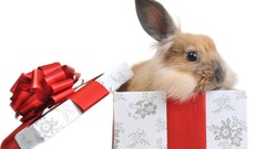 Animals Bunnies 1935