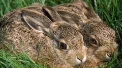Animals Bunnies