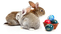 Animals Bunnies