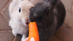 Animals Bunnies