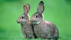 Animals Bunnies