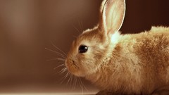 Animals Bunnies