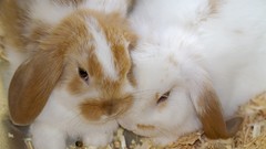 Animals Bunnies