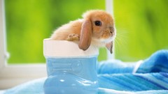 Animals Bunnies baby animals