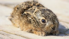 Animals Bunnies baby animals