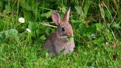 Animals Bunnies baby animals