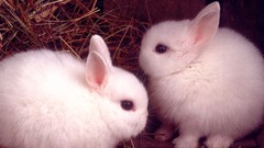Animals Bunnies baby animals Young rabbits