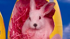 Animals Bunnies Easter Eggs