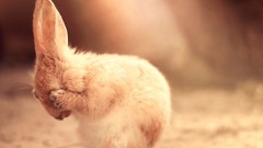 Animals Bunnies facepalm