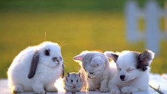 Animals Bunnies low resolution