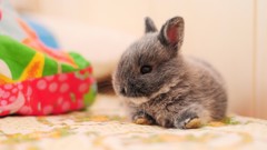 Animals Bunnies Mammals