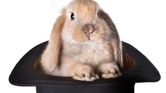 Animals Bunnies Mammals top hat