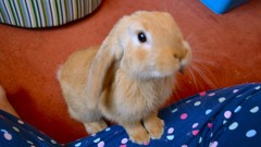 Animals Bunnies pets