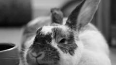 Animals Bunnies pets grayscale