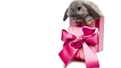 Animals Bunnies presents