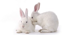 Animals Bunnies Simple Background