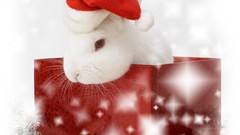 Animals Bunnies sparkles Christmas gifts Santa hat Christmas 