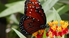 Animals Butterflies