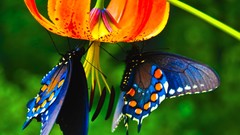 Animals Butterflies