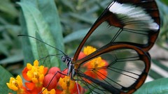 Animals Butterflies