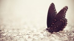 Animals Butterflies close-up
