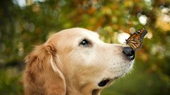 Animals Butterflies Dogs insects outdoors