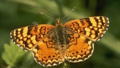 Animals Butterflies insects