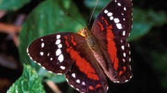 Animals Butterflies insects