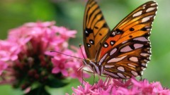 Animals Butterflies insects