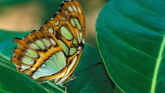 Animals Butterflies insects