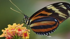 Animals Butterflies insects