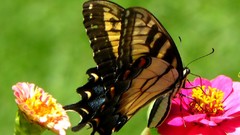 Animals Butterflies insects