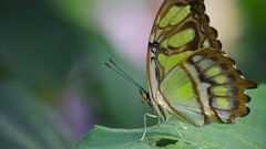 Animals Butterflies insects