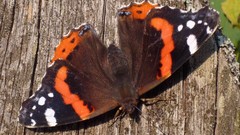 Animals Butterflies insects