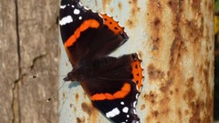 Animals Butterflies insects