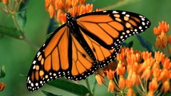 Animals Butterflies insects