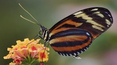 Animals Butterflies insects