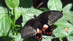 Animals Butterflies insects