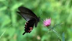 Animals Butterflies insects