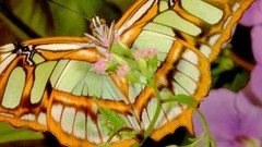 Animals Butterflies insects malachite